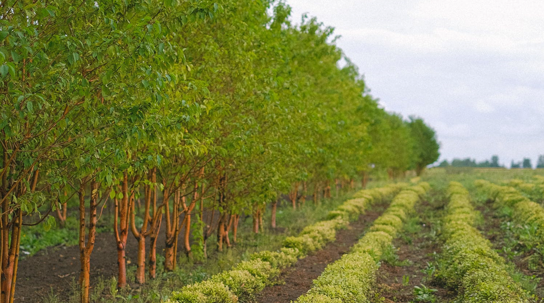 Agriculture in Benin - Wikipedia