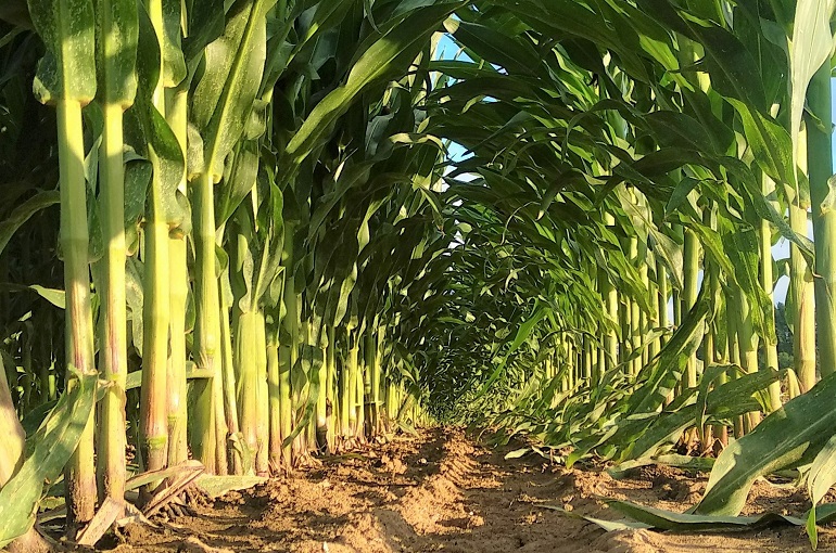 Control de malezas en el maíz