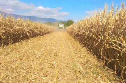 Gestión de la producción a la cosecha del maíz