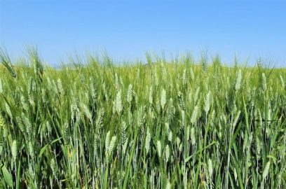 Información sobre la planta de trigo