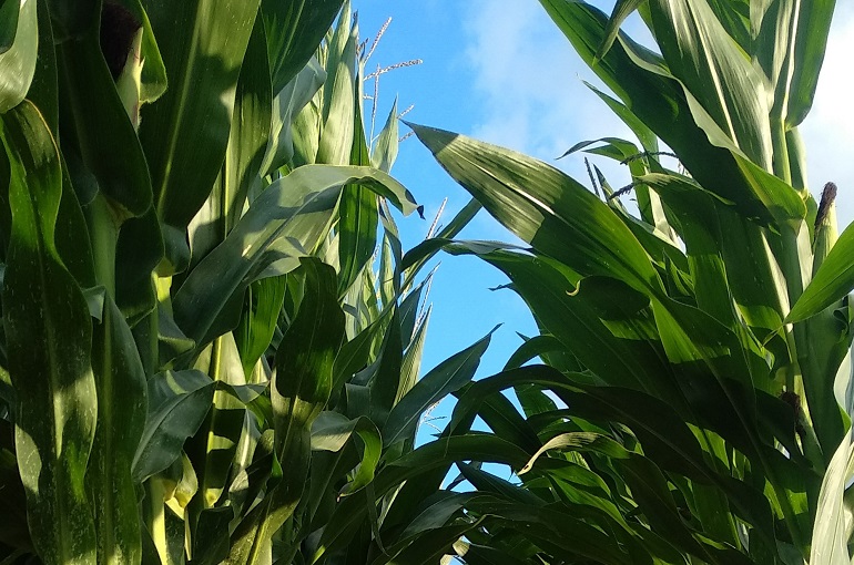 Información y producción de plantas de maíz