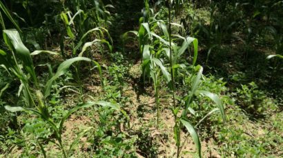 Intercropping for better soil and water management