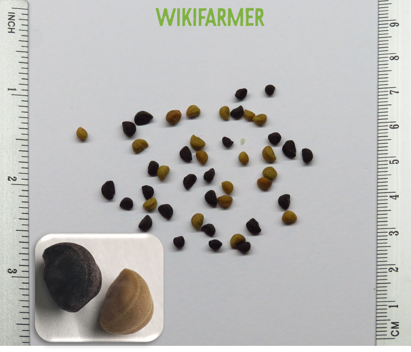 Ipomoea purpurea - graines de Belle-de-jour - Wikifarmer