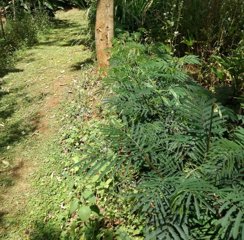 Agroforestry - combining trees and agriculture to improve Soil - Water Conservation