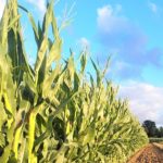 Necesidades de fertilizantes del maíz
