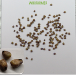 Gossypium herbaceum L. - graines de Cotonnier herbacé - Wikifarmer