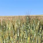 Rendement, récolte et stockage du blé