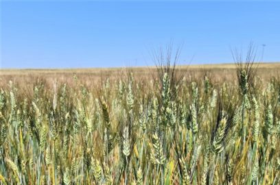 Rendimiento cosecha y almacenamiento del trigo