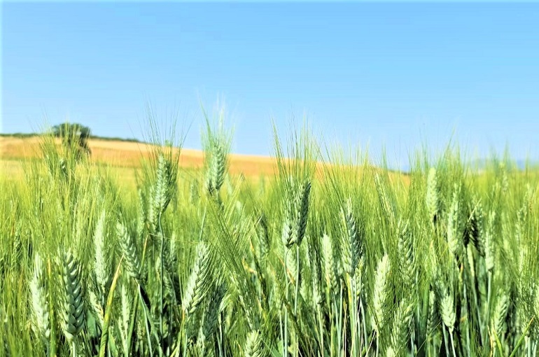 Requisitos de fertilizantes de trigo