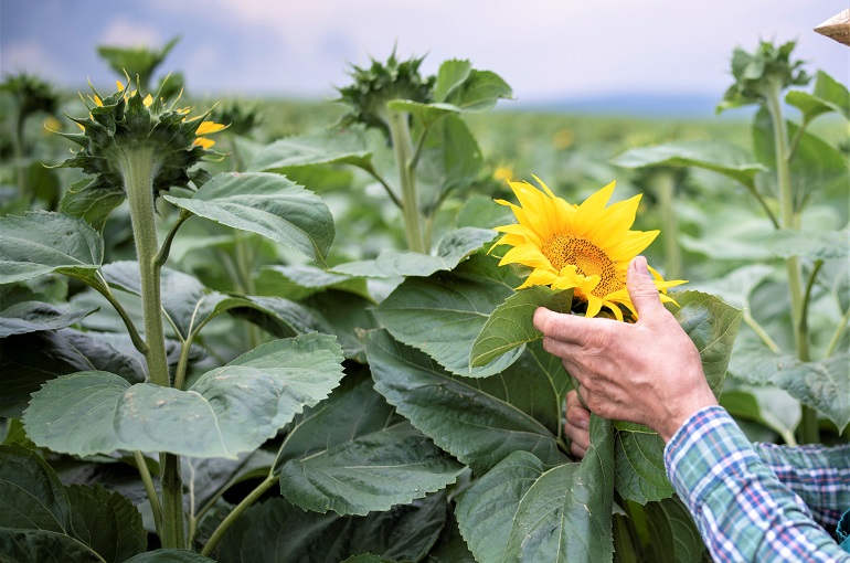 Requisitos de fertilizantes del girasol - ¿Qué se necesita para que crezca un girasol?