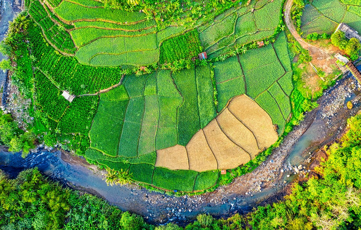 Save Water: 'Go for direct seeded rice, save water