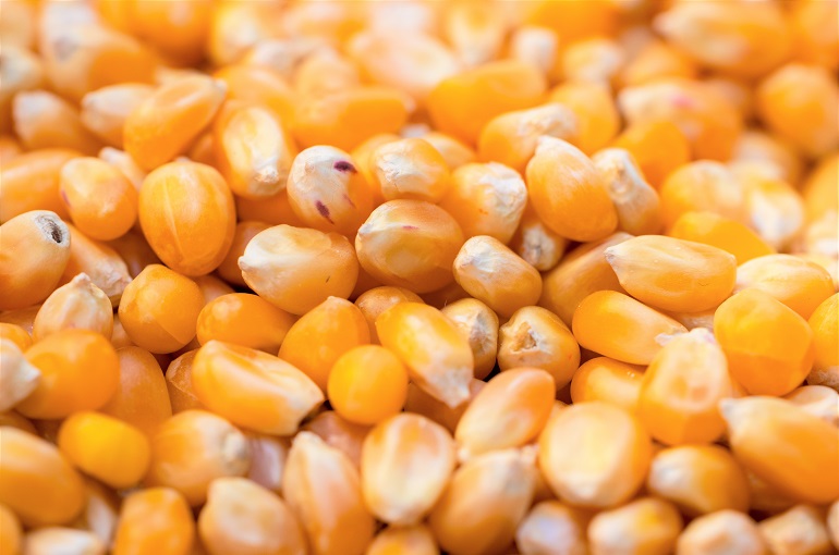 Valor nutricional del maíz y beneficios para la salud