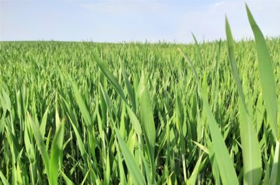 mauvaises herbes dans les cultures de blé