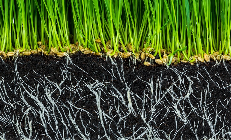 Что такое сохранение почвы и почему оно имеет важное значение?