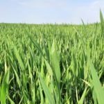 مكافحة الحشائش في زراعة القمح
