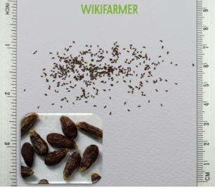 Artemisia dracunculus-타라곤 씨앗