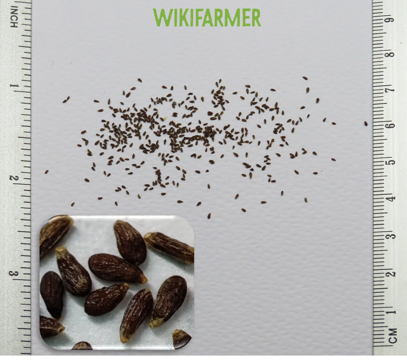 Artemisia dracunculus-타라곤 씨앗
