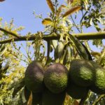 Avocado tree Pest and Diseases – Avocado Weed Management