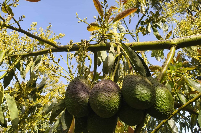 Avocado tree Pest and Diseases – Avocado Weed Management