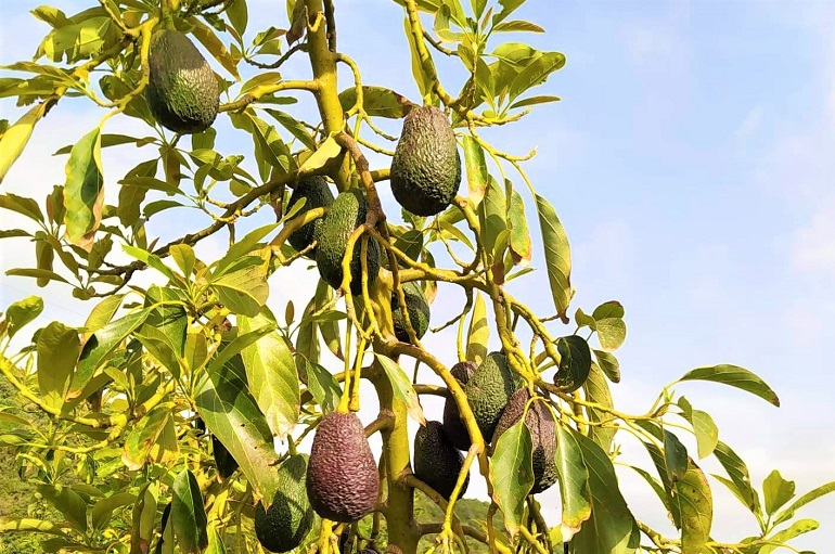Training and Pruning of Avocado Tree