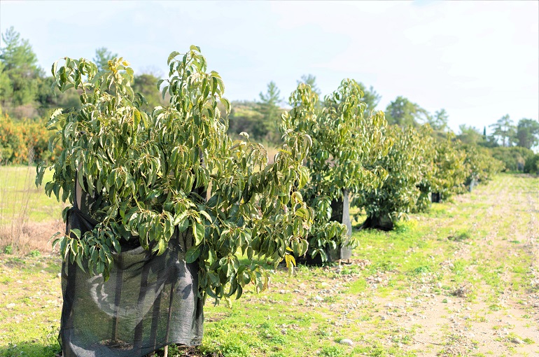 reed avocado tree height