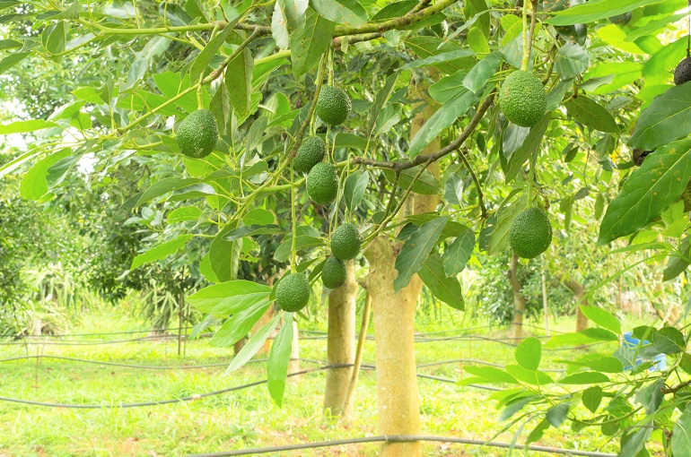 Avocado Tree Water Requirements and Irrigation Systems