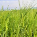 Barley Fertilization Requirements and Methods
