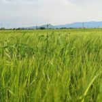 Barley Pests and Diseases