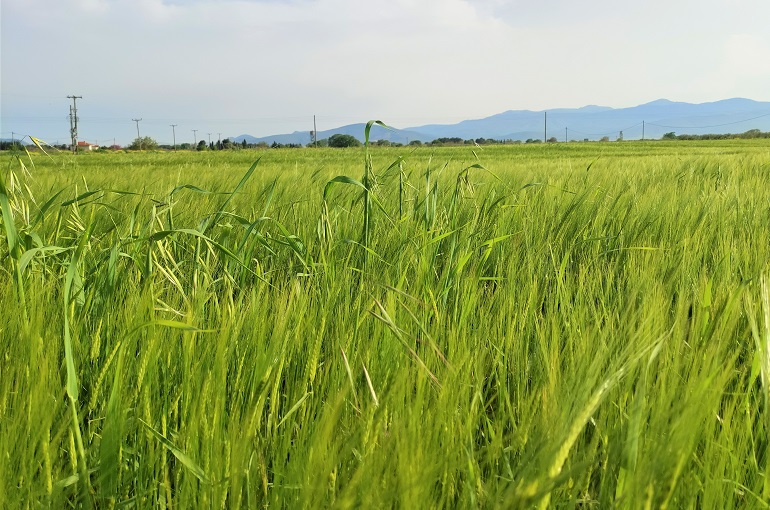 Barley Pests and Diseases - Wikifarmer