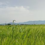 Weed Management in Barley Farming
