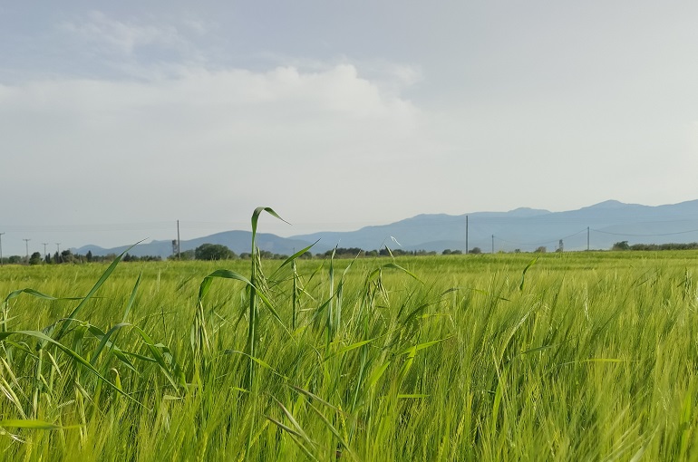 Weed Management in Barley Farming