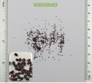 Origanum vulgare-oregano hạt