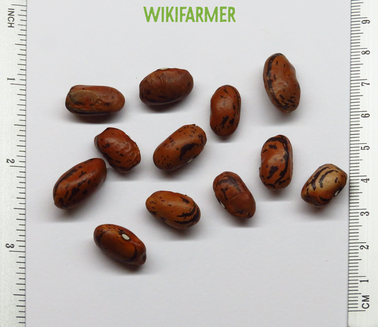 Phaseolus vulgaris-Kacang benih