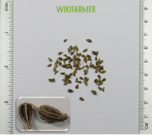 Pimpinella anisum-Tiểu hồi cần hạt