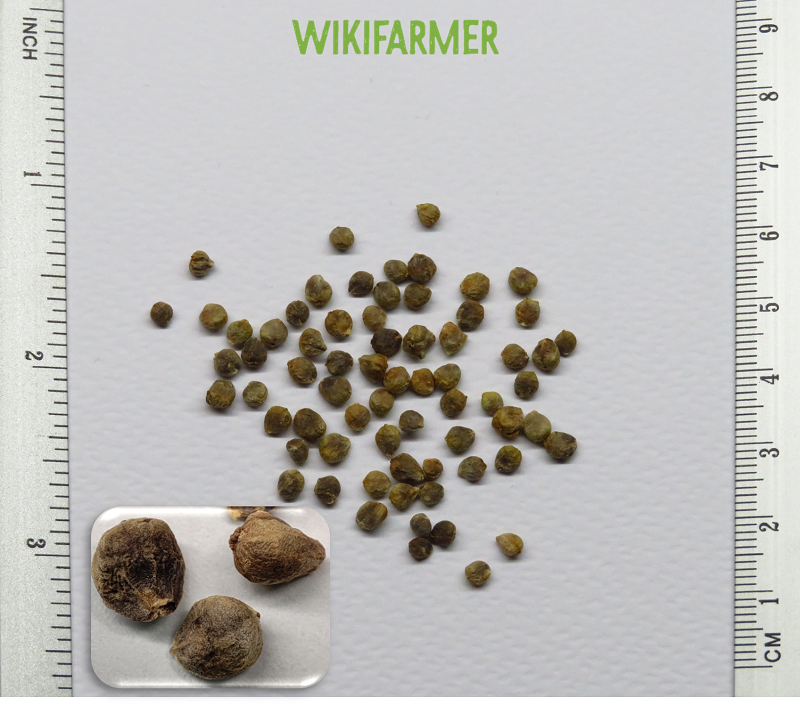 Spinacea oleracea-sementes de espinafre