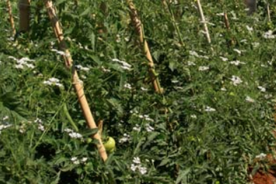 Repellent plants, traps and natural enemies handling for crop pest management