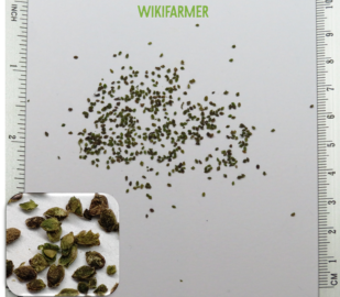 Urtica dioica-sementes de Urtiga-comum
