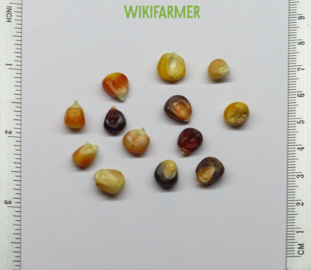 Zea mays japonica-декоративная разноцветная кукуруза семена