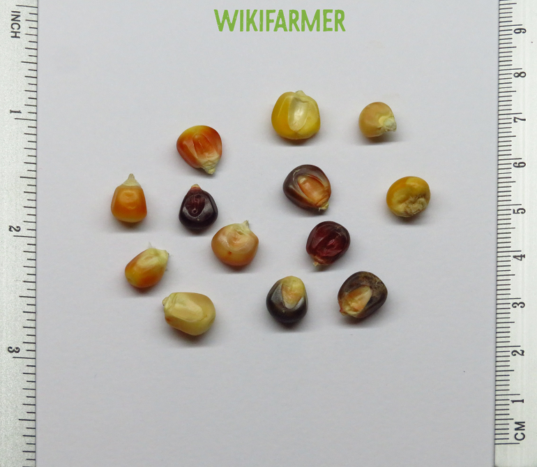 Zea mays japonica-장식용 여러 가지 빛깔의 옥수수 씨앗