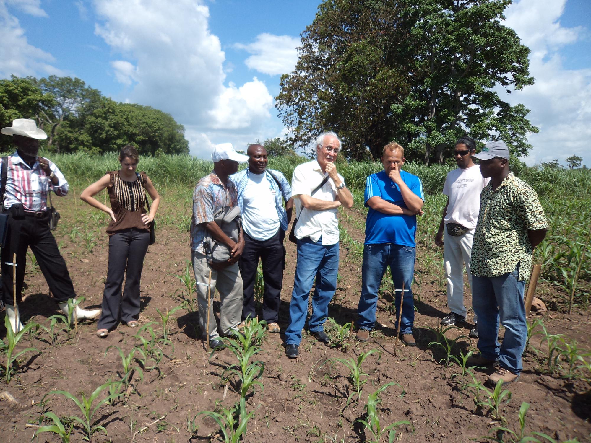 Repellent plants, traps and natural enemies handling for crop pest management