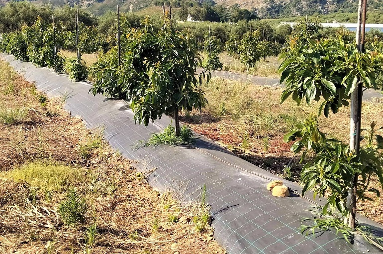 Απαιτήσεις κλίματος και εδάφους στην καλλιέργεια αβοκάντο – Φύτευση δέντρων αβοκάντο