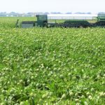 Artichoke Farming: Harvest, Yield, Storage, and Post-harvest handling