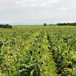 Artichoke Pests, Diseases, and Weed management