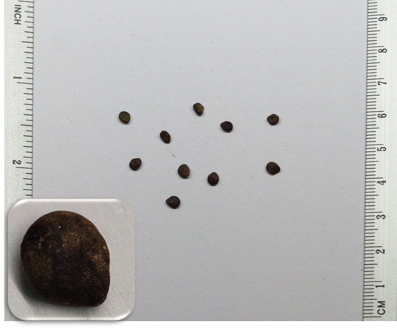 Solanum mamosum-cà đầu bò hạt
