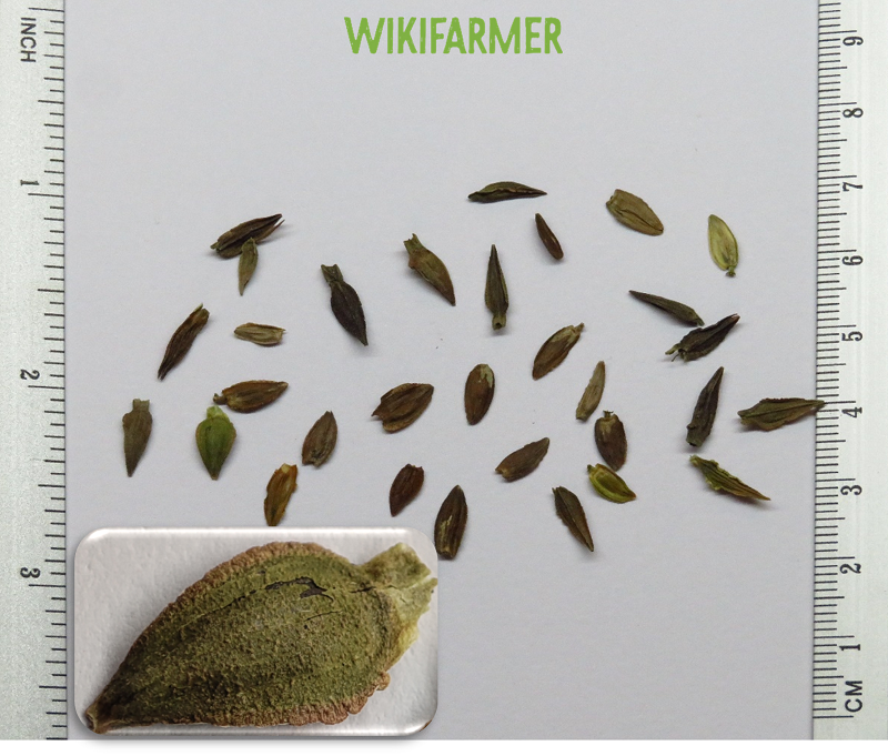 Zinnia Elegans 百日菊属种子 Wikifarmer