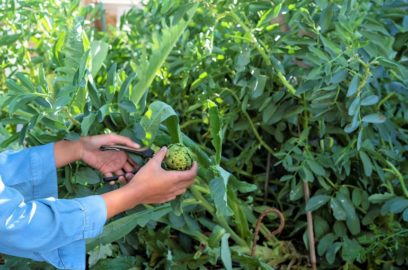 Πώς να μεγαλώσετε φυτά αγκινάρας