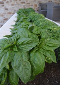 Basil in pots - Basil in the garden – Everything you need to know