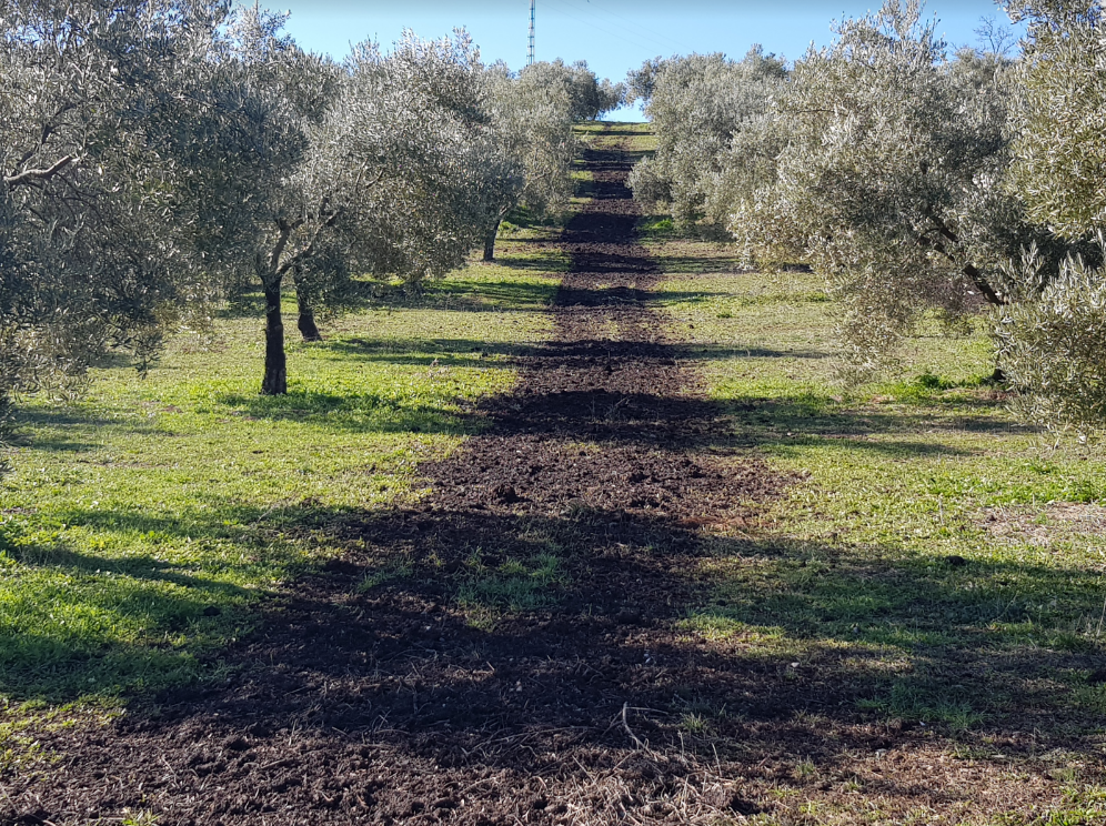 How the compost from olive mill pomace increased the olive yield