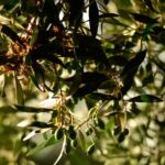 Quality Traits of Table Olives