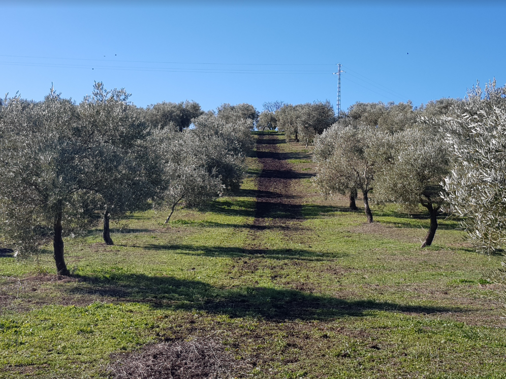 How the Compost from Olive Mill Pomace Increased the Olive Yield